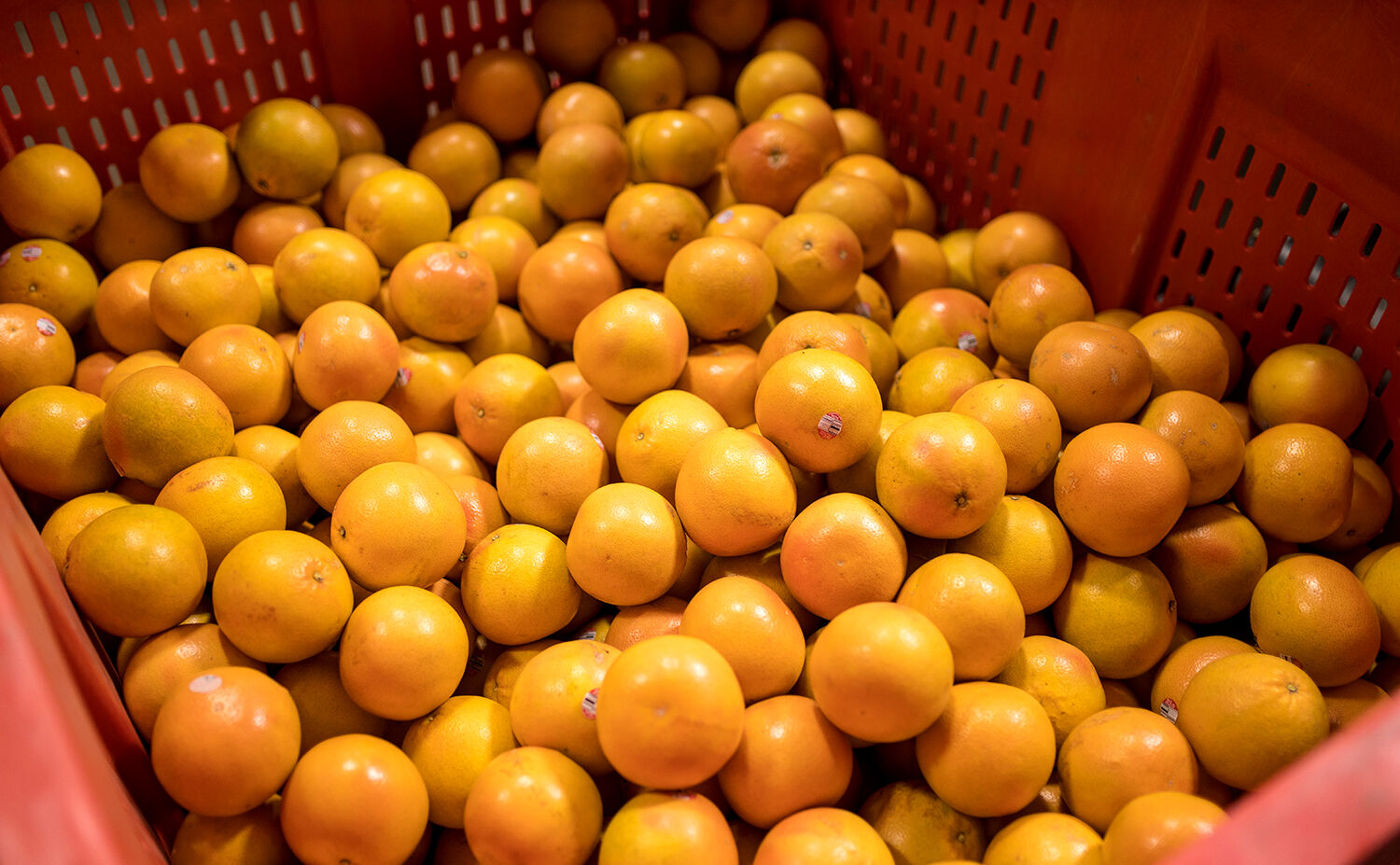 Grapefruits